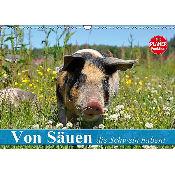 Von Säuen die Schwein haben! (Wandkalender 2019 DIN A3 quer), Elisabeth Stanzer