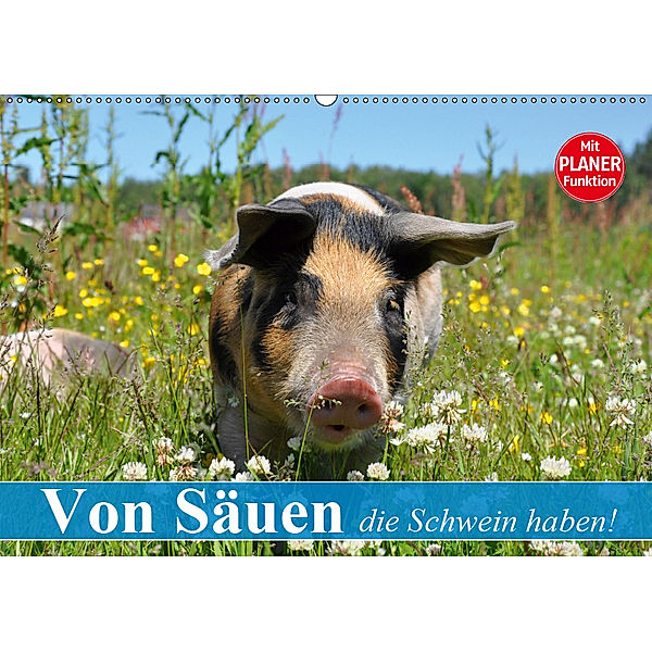 Von Säuen die Schwein haben! (Wandkalender 2019 DIN A2 quer), Elisabeth Stanzer
