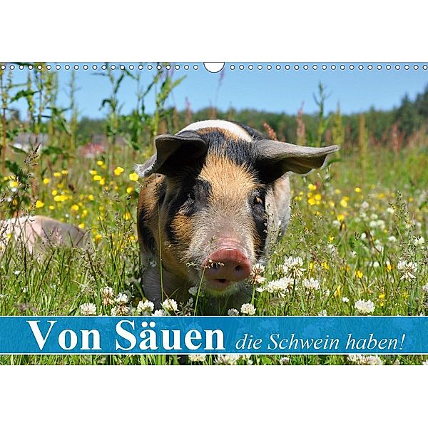 Von Säuen die Schwein haben! (Wandkalender 2021 DIN A3 quer), Elisabeth Stanzer