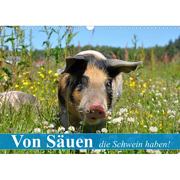 Von Säuen die Schwein haben! (Wandkalender 2022 DIN A3 quer), Elisabeth Stanzer