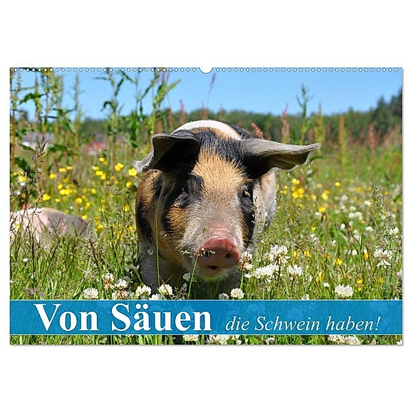 Von Säuen die Schwein haben! (Wandkalender 2024 DIN A2 quer), CALVENDO Monatskalender, Elisabeth Stanzer