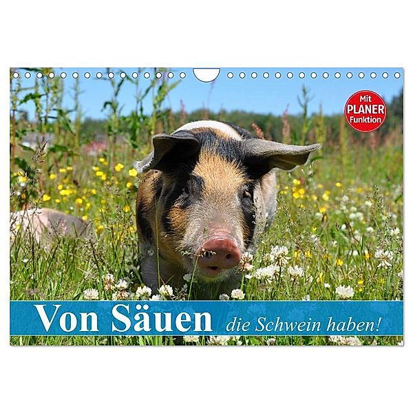 Von Säuen die Schwein haben! (Wandkalender 2024 DIN A4 quer), CALVENDO Monatskalender, Elisabeth Stanzer