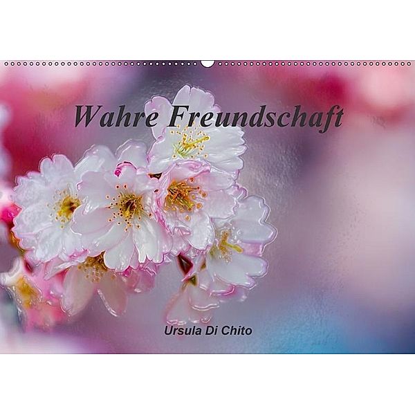 Wahre Freundschaft / AT-Version (Wandkalender 2017 DIN A2 quer), Ursula Di Chito