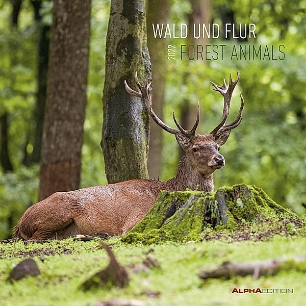 Wald und Flur 2022 - Broschürenkalender 30x30 cm (30x60 geöffnet) - Kalender mit Platz für Notizen - Forest Animals - Bi