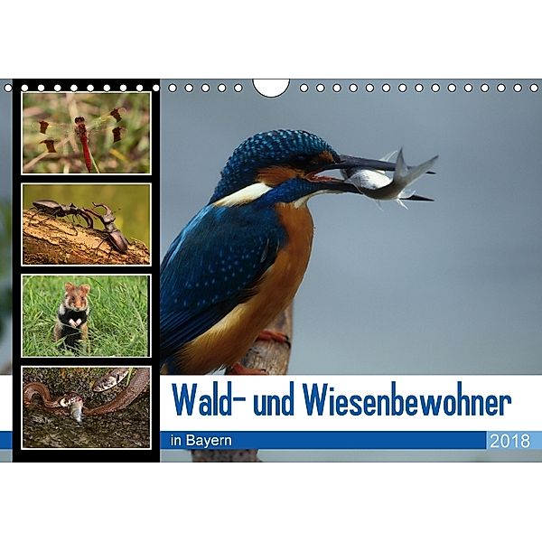 Wald- und Wiesenbewohner in Bayern 2018 (Wandkalender 2018 DIN A4 quer), Winfried Erlwein