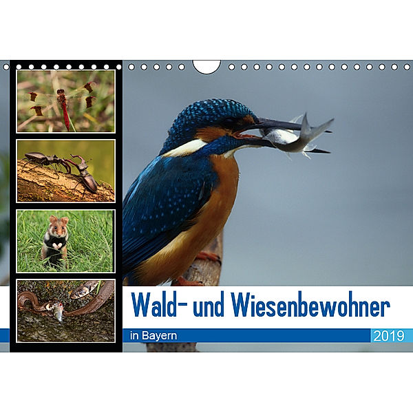 Wald- und Wiesenbewohner in Bayern 2019 (Wandkalender 2019 DIN A4 quer), Winfried Erlwein