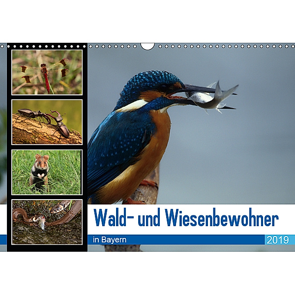 Wald- und Wiesenbewohner in Bayern 2019 (Wandkalender 2019 DIN A3 quer), Winfried Erlwein