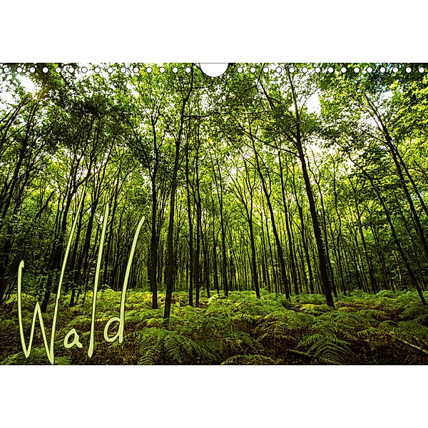 Wald (Wandkalender 2020 DIN A4 quer), Frauke Gimpel