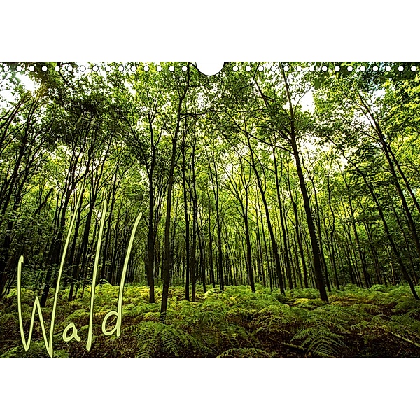 Wald (Wandkalender 2021 DIN A4 quer), Frauke Gimpel