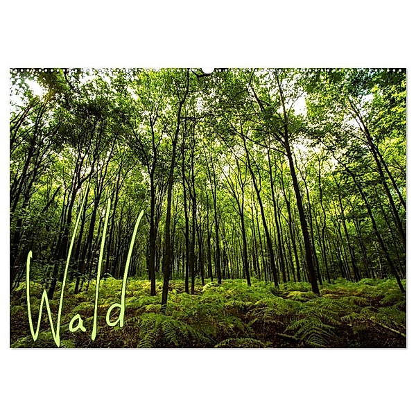 Wald (Wandkalender 2024 DIN A2 quer), CALVENDO Monatskalender, Frauke Gimpel