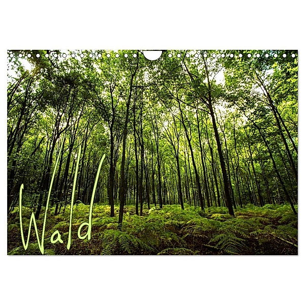 Wald (Wandkalender 2024 DIN A4 quer), CALVENDO Monatskalender, Frauke Gimpel