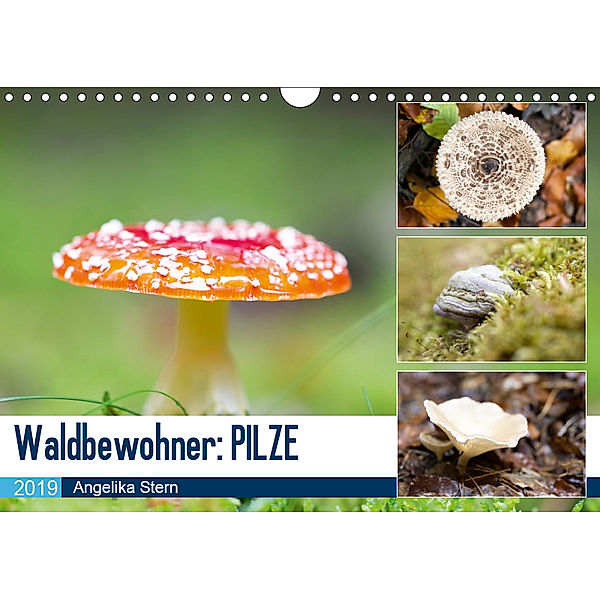 Waldbewohner: PILZE (Wandkalender 2019 DIN A4 quer), Angelika Stern