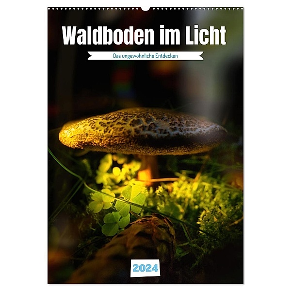 Waldboden im Licht (Wandkalender 2024 DIN A2 hoch), CALVENDO Monatskalender, Calvendo, Torsten Irmer