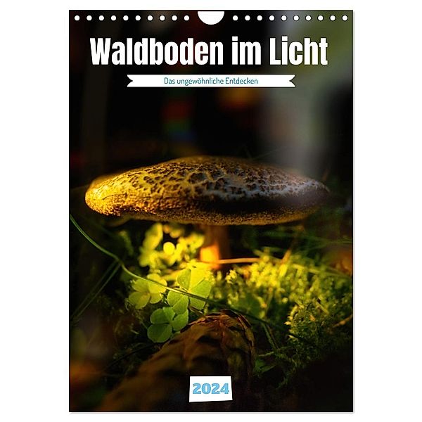 Waldboden im Licht (Wandkalender 2024 DIN A4 hoch), CALVENDO Monatskalender, Calvendo, Torsten Irmer