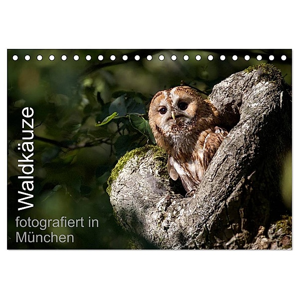 Waldkäuze, fotografiert in München (Tischkalender 2024 DIN A5 quer), CALVENDO Monatskalender, www.klaus-buchmann.de, Klaus Buchmann