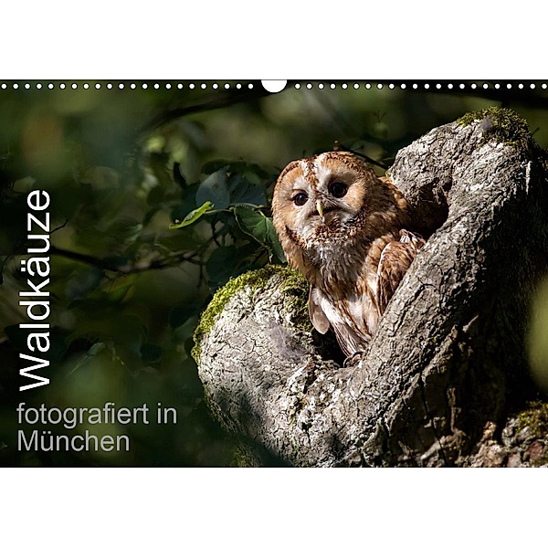 Waldkäuze, fotografiert in München (Wandkalender 2020 DIN A3 quer), Klaus Buchmann