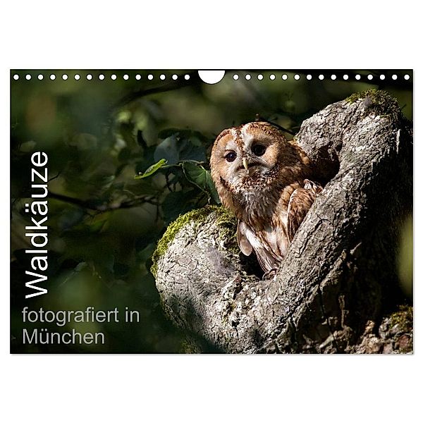 Waldkäuze, fotografiert in München (Wandkalender 2024 DIN A4 quer), CALVENDO Monatskalender, www.klaus-buchmann.de, Klaus Buchmann