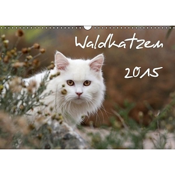 Waldkatzen 2015 (Wandkalender 2015 DIN A3 quer), Juliane Meyer