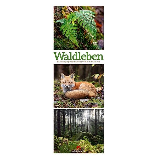 Waldleben - Ein Spaziergang durch heimische Wälder Triplet-Kalender 2025, Ackermann Kunstverlag