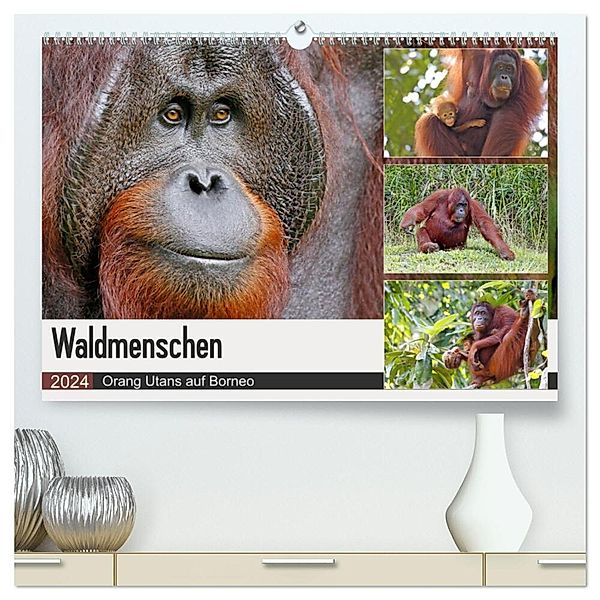 Waldmenschen - Orang Utans auf Borneo (hochwertiger Premium Wandkalender 2024 DIN A2 quer), Kunstdruck in Hochglanz, Michael Herzog