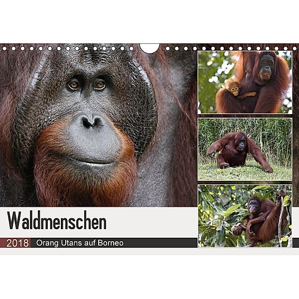 Waldmenschen - Orang Utans auf Borneo (Wandkalender 2018 DIN A4 quer), Michael Herzog