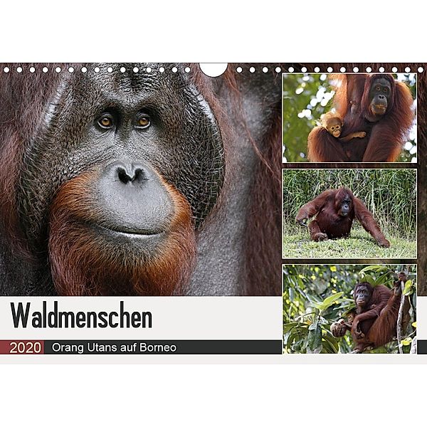 Waldmenschen - Orang Utans auf Borneo (Wandkalender 2020 DIN A4 quer), Michael Herzog