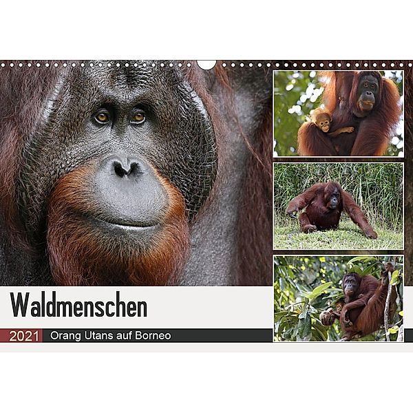 Waldmenschen - Orang Utans auf Borneo (Wandkalender 2021 DIN A3 quer), Michael Herzog