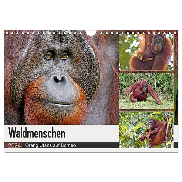 Waldmenschen - Orang Utans auf Borneo (Wandkalender 2024 DIN A4 quer), CALVENDO Monatskalender, Michael Herzog