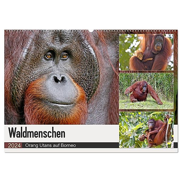 Waldmenschen - Orang Utans auf Borneo (Wandkalender 2024 DIN A2 quer), CALVENDO Monatskalender, Michael Herzog