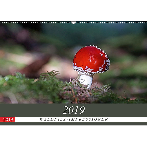 Waldpilz-Impressionen (Wandkalender 2019 DIN A2 quer), Flori0