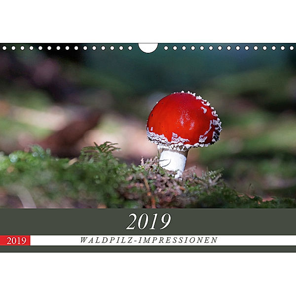 Waldpilz-Impressionen (Wandkalender 2019 DIN A4 quer), flori0