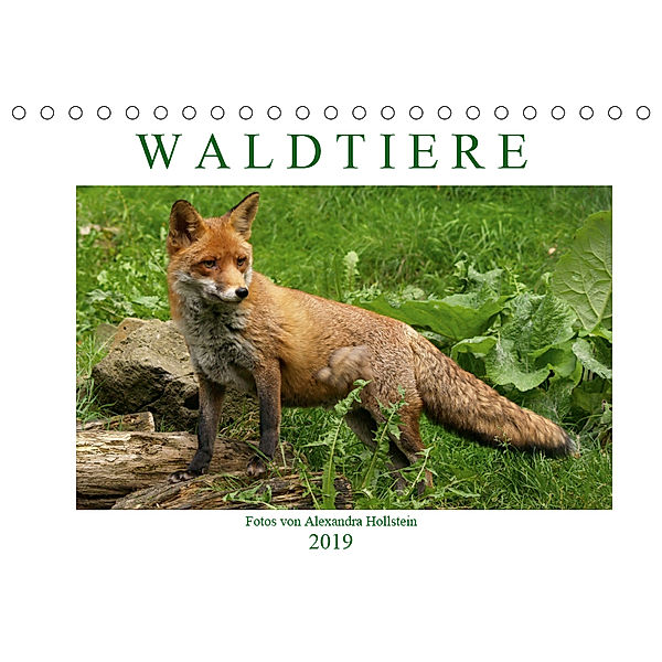 Waldtiere (Tischkalender 2019 DIN A5 quer), Alexandra Hollstein