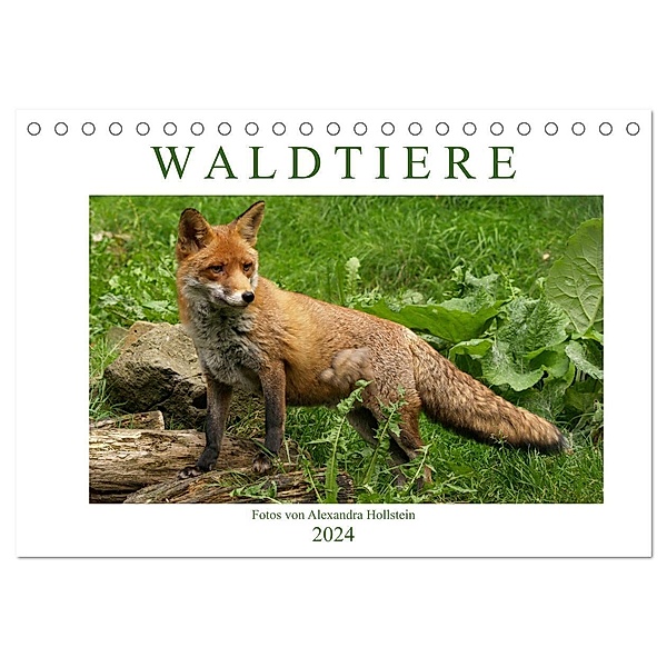 Waldtiere (Tischkalender 2024 DIN A5 quer), CALVENDO Monatskalender, Alexandra Hollstein