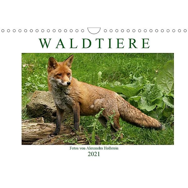 Waldtiere (Wandkalender 2021 DIN A4 quer), Alexandra Hollstein