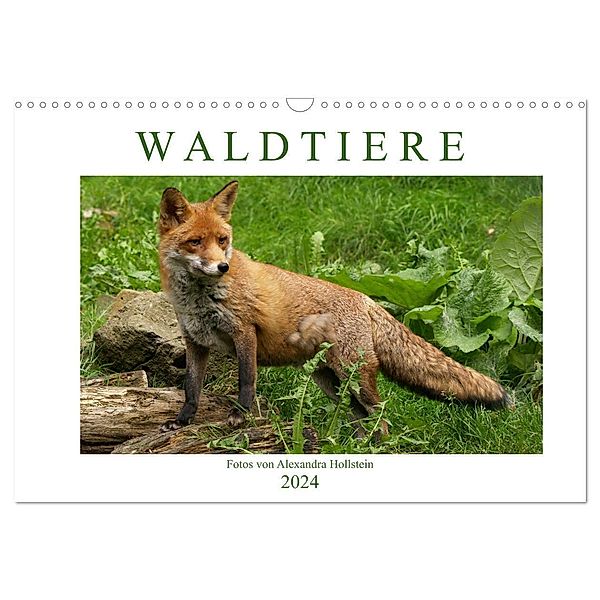 Waldtiere (Wandkalender 2024 DIN A3 quer), CALVENDO Monatskalender, Alexandra Hollstein