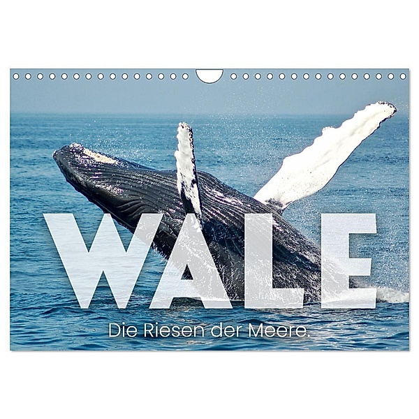 Wale - Die Riesen der Meere. (Wandkalender 2024 DIN A4 quer), CALVENDO Monatskalender, SF