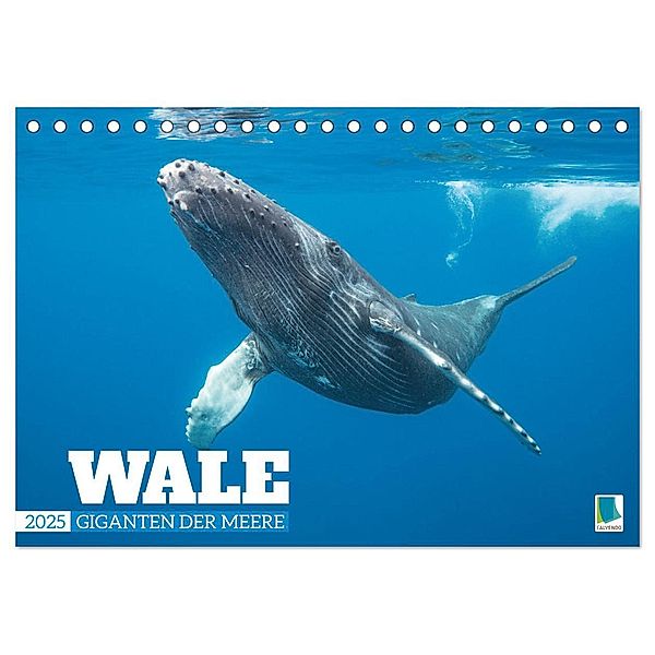 Wale: Giganten der Meere (Tischkalender 2025 DIN A5 quer), CALVENDO Monatskalender, Calvendo