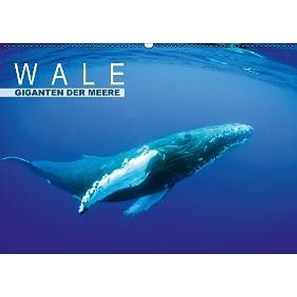 Wale - Giganten der Meere (Wandkalender 2016 DIN A2 quer), Calvendo