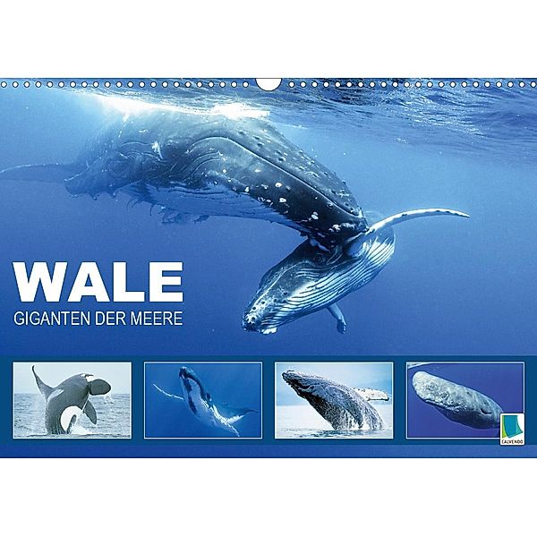 Wale: Giganten der Meere (Wandkalender 2021 DIN A3 quer), Calvendo