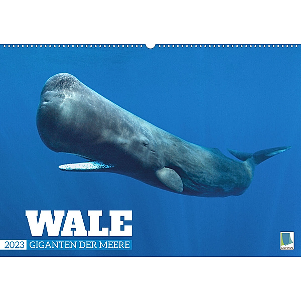 Wale: Giganten der Meere (Wandkalender 2023 DIN A2 quer), Calvendo