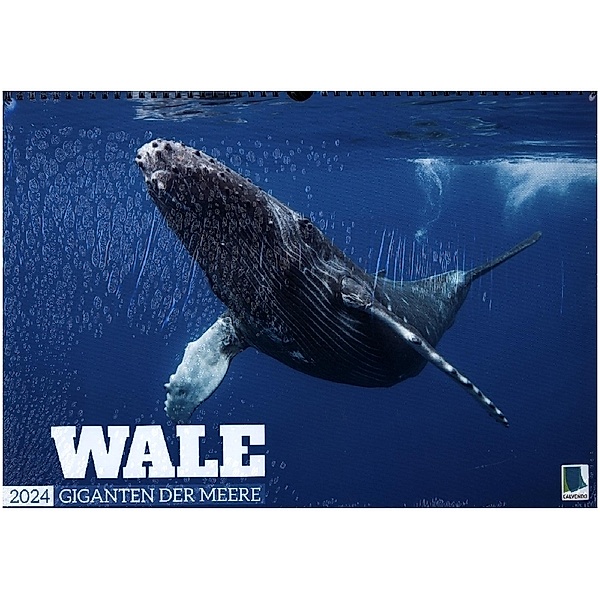 Wale: Giganten der Meere (Wandkalender 2024 DIN A3 quer), CALVENDO Monatskalender, Calvendo
