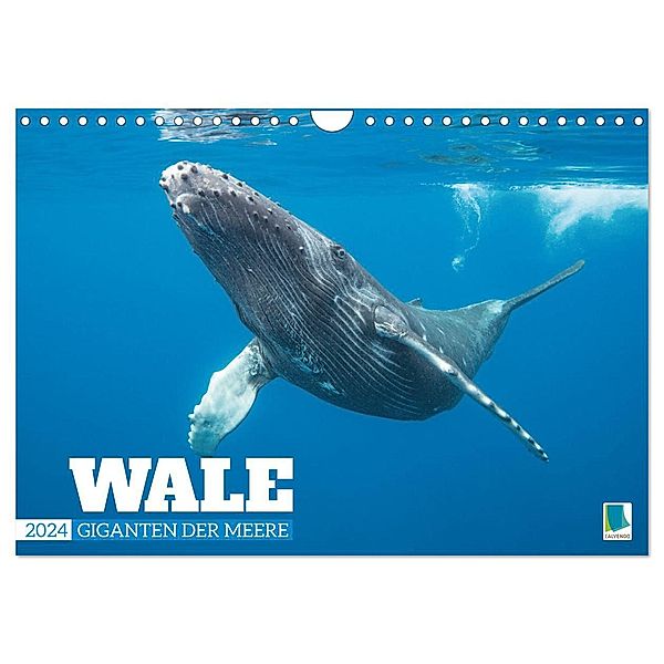 Wale: Giganten der Meere (Wandkalender 2024 DIN A4 quer), CALVENDO Monatskalender, Calvendo