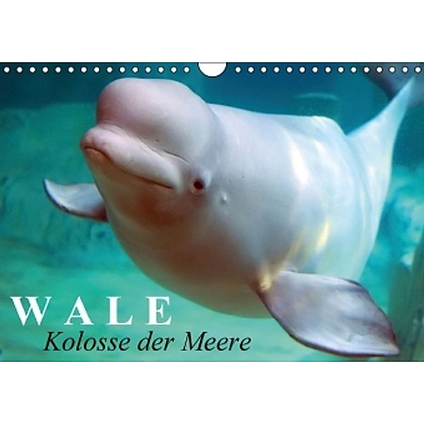 Wale - Kolosse der Meere (Wandkalender 2016 DIN A4 quer), Elisabeth Stanzer