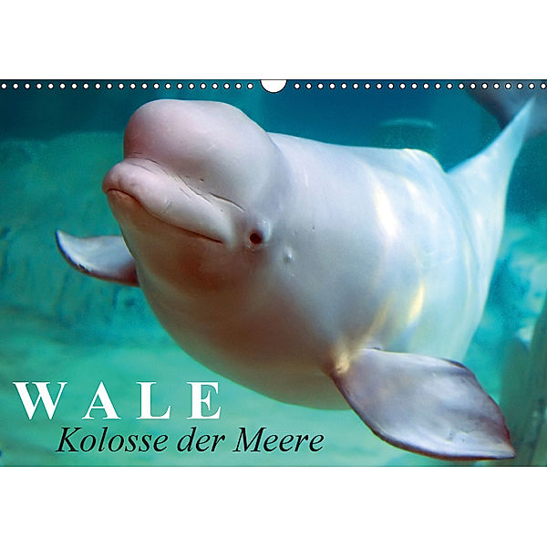 Wale - Kolosse der Meere (Wandkalender 2019 DIN A3 quer), Elisabeth Stanzer
