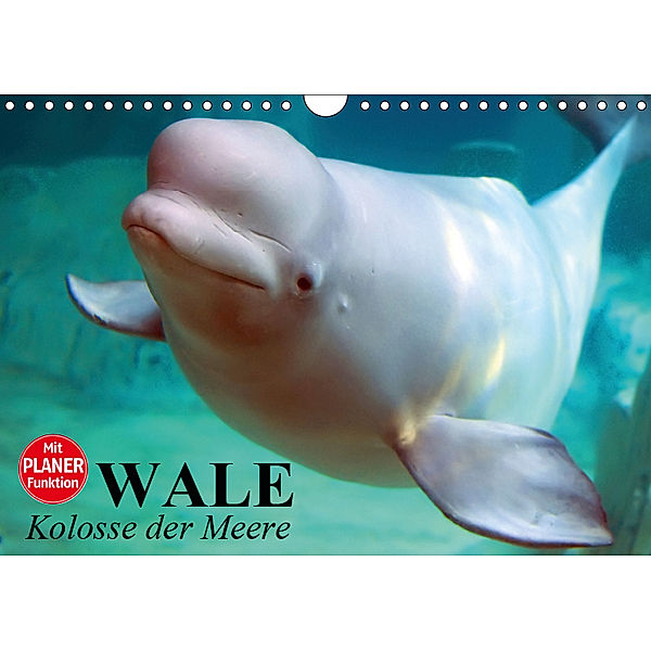 Wale. Kolosse der Meere (Wandkalender 2019 DIN A4 quer), Elisabeth Stanzer