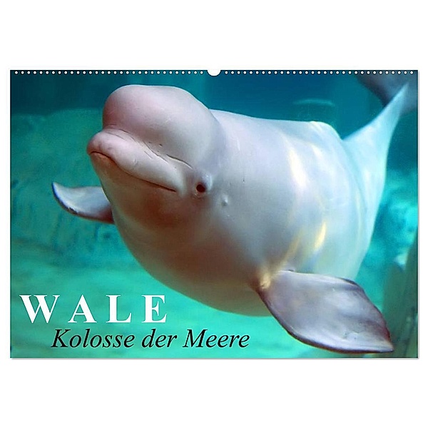 Wale - Kolosse der Meere (Wandkalender 2024 DIN A2 quer), CALVENDO Monatskalender, Elisabeth Stanzer