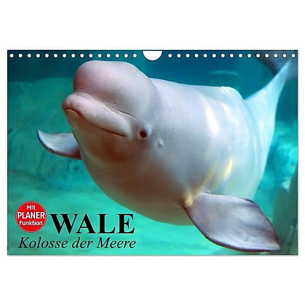 Wale. Kolosse der Meere (Wandkalender 2024 DIN A4 quer), CALVENDO Monatskalender, Elisabeth Stanzer