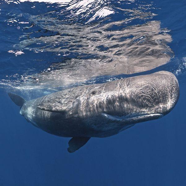 Tierkalender von Fischen Wale und Delfine 2022 Broschürenkalender mit Ferienterminen 30 x 30 cm