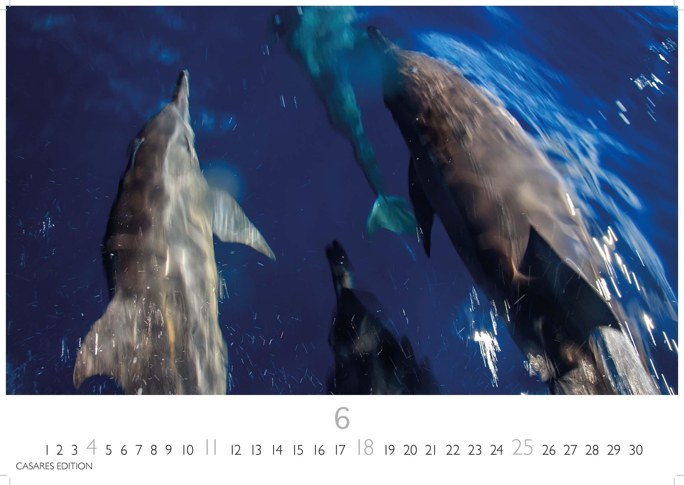 Wale und Delfine 2023 S 24x35cm - Kalender bei Weltbild.ch kaufen