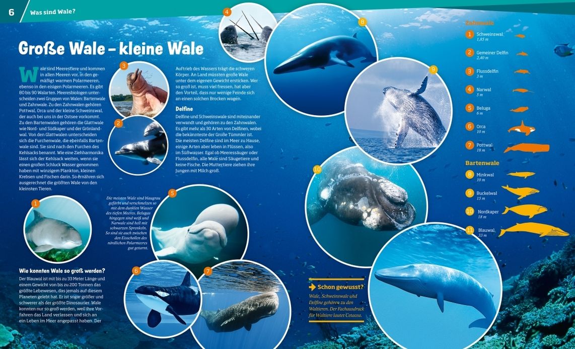 Wale und Delfine. Die sanften Riesen Was ist was Bd.85 | Weltbild.at
